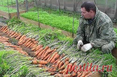 СЕКРЕТЫ УХОДА ЗА МОРКОВЬЮ