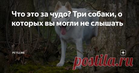 Что это за чудо? Три собаки, о которых вы могли не слышать Мир собак не ограничивается популярными породами, вроде биглей, алабаев и джек рассел терьеров. Есть столько четвероногих умников и умниц, о существовании которых вы могли даже не слышать. О трех таких животных и пойдет речь далее.