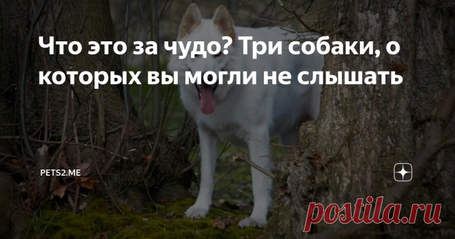 Что это за чудо? Три собаки, о которых вы могли не слышать Мир собак не ограничивается популярными породами, вроде биглей, алабаев и джек рассел терьеров. Есть столько четвероногих умников и умниц, о существовании которых вы могли даже не слышать. О трех таких животных и пойдет речь далее.