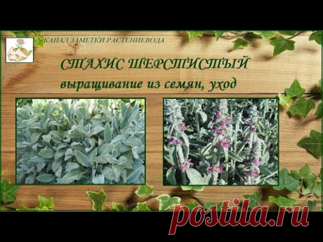 Стахис шерстистый - выращивание из семян, уход