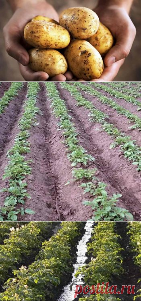 Уход за картофелем, какие работы нужно не забыть | Дача - впрок
