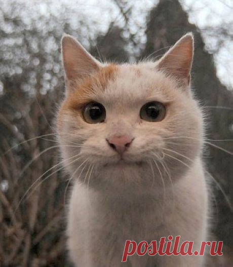 Классный кот.