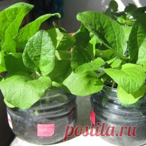 УПРОЩЕННЫЙ СПОСОБ ВЫРАЩИВАНИЯ РАССАДЫ