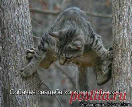 Новая прикольная котоматрица | Позитив в картинках и не только