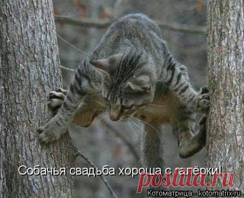 Новая прикольная котоматрица | Позитив в картинках и не только