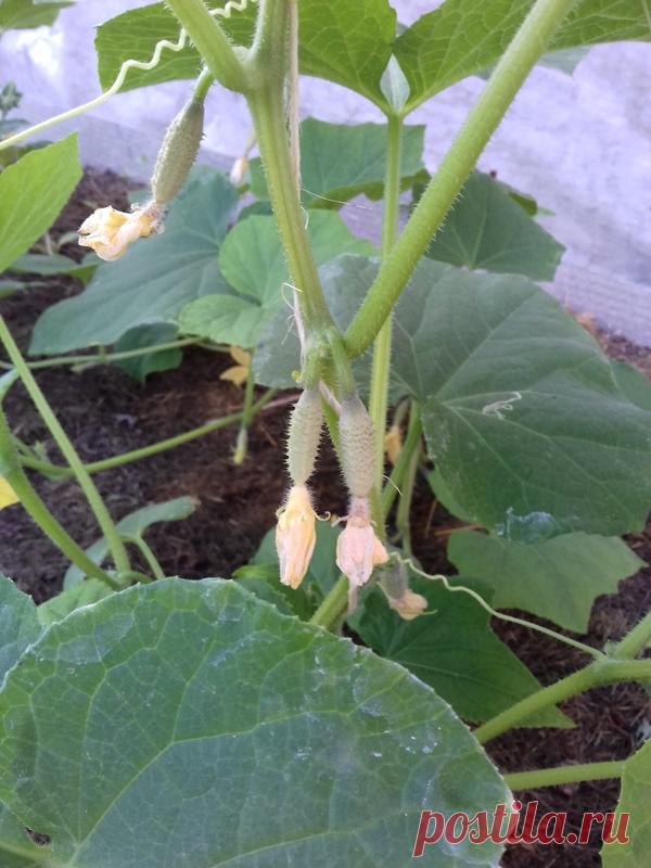 Цветут, но не растут огурчики - желтеют и засыхают. Что делать? / огурцы / 7dach.ru