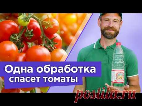 ВСЕГО ОДНО ОПРЫСКИВАНИЕ - И ВЫ ЗАБУДЕТЕ О ВЕРШИННОЙ ГНИЛИ ТОМАТОВ И ПЕРЦЕВ!