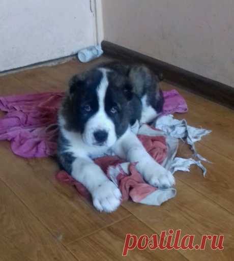 внук Каракене