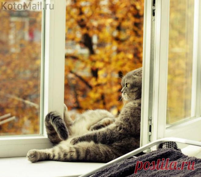 Проветривание | Мурлыки