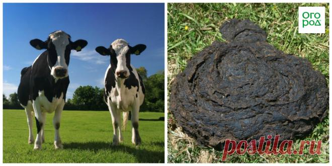 Для чего нужен навоз и как правильно применять его на даче | Удобрения и стимуляторы (Огород.ru)