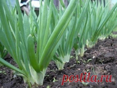 СОДА И МАРГАНЦОВКА ДЛЯ ВЫРАЩИВАНИЯ ЛУКА
Сохраните, чтобы не потерять!
Это средство давно стало любимым для многих дачников и огородников, поэтому хочу еще обратить ваше внимание на один аспект его применения. Понравился в свое время универсальностью применения, ведь многие сетовали, что под тот или иной сорт она не подходит. Происходило это, из-за не правильного подбора компонентов для грамотной активации всех полезных веществ.

Спорный момент. Под некоторые виды, даже пом...