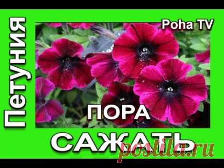 ПЕТУНИЯ 2 способа посева  БЫСТРЫЕ ВСХОДЫ! Отличная всхожесть.