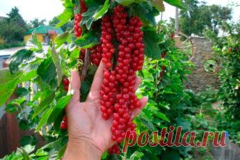 Новый способ выращивания кустов смородины, крыжовника и других