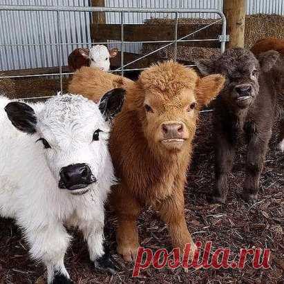 Миниатюрные коровки ...