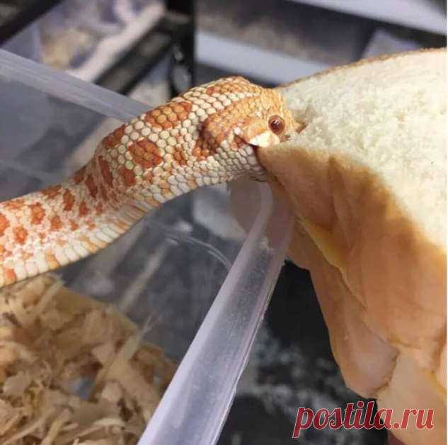 Свиноносый ужик — ужасно милая бестолочь . Тут забавно !!!
