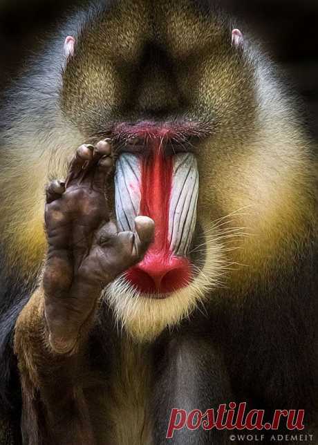 hi human by Wolf Ademeit / 500px