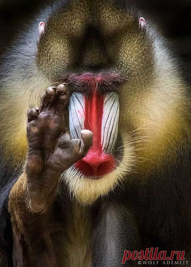 hi human by Wolf Ademeit / 500px