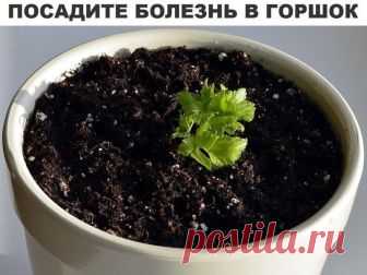 Посадите болезнь в горшок