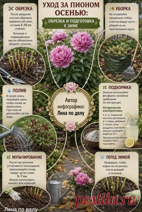 Уход за пионом осенью