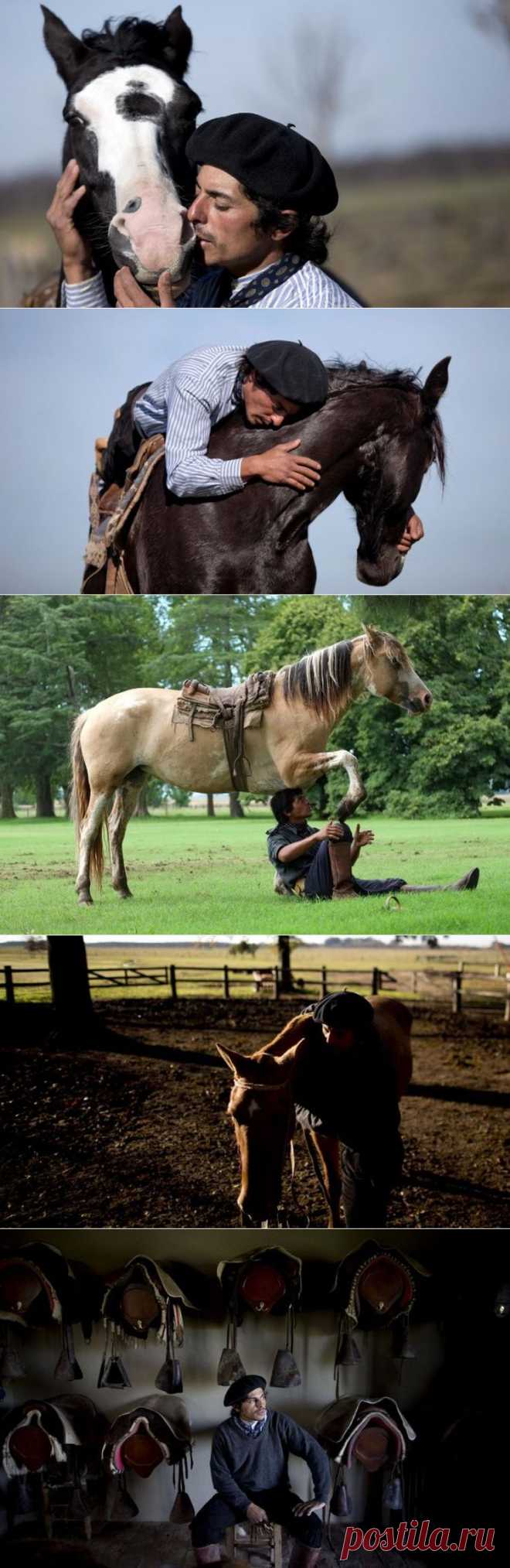 Магия добра: заклинатель лошадей | Дай лапку