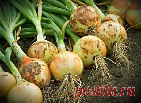 Чем подкормить лук в июле что бы урожай был крупным и вкусным.

Наверное нет такой дачи или огорода что бы там не рос лук репка, а что бы собрать отличный качественный урожай его нужно подкормить.

Лук полезный овощ но без подкормок и нужных удобрений он будет мелкий, перья слабые, и конечно он по вкусу будет не очень.

Не мало важную роль играет посадочный материал, но все же если правильно ухаживать и подкармливать можно вырастить хороший лук, с отличной лежкостью. Лук о...