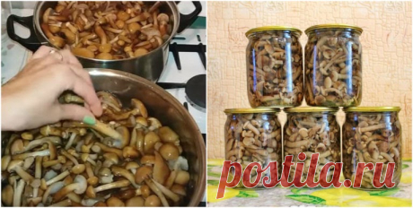 Маринованные опята по-простому и вкусному рецепту. Хозяйкам на заметку  Многие любят опята за их прекрасный вкус. Их жарят, солят, добавляют к различным блюдам и консервируют. Такая закуска получается невероятно вкусная и будет уместной к любому застолью.Ингредиенты, которые понадобятся:опята;Вода 4 стакана;Соль каменная 2 стол. ложки;Перец черный 6 горошин;Сахар 2 стол. ложки;Пищевой уксус 8 стол. ложек;Кислота лимонная – щепотка;4 лавровых листика.Начинаем мариновать:Отв...