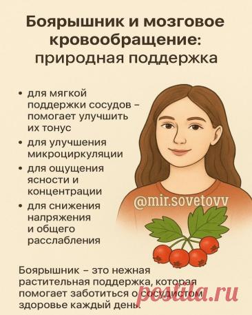 Боярышник и мозговое кровообращение