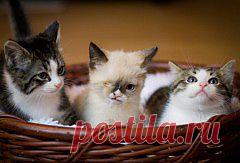 (+1) - Трехлапый котенок Безумного Шляпника (ФОТО) | САМЫЙ СОК!
