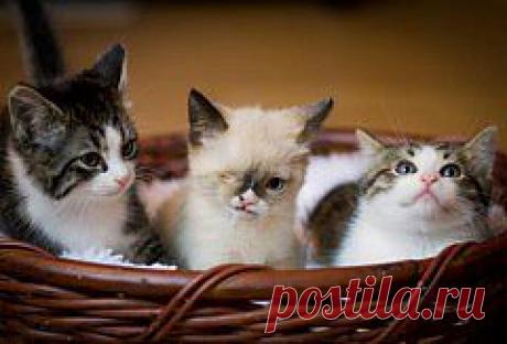 (+1) - Трехлапый котенок Безумного Шляпника (ФОТО) | САМЫЙ СОК!