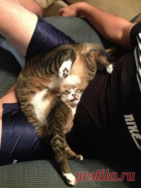 26 забавных фотоисторий из жизни кошек