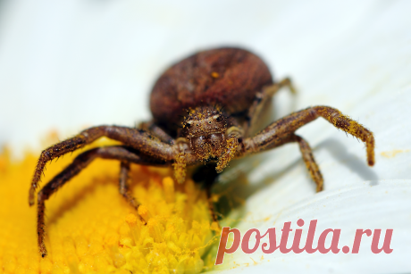«Запудрили мозги по самые ноги...» ( Паук-бокоход, ксистикус (Thomisidae, Xysticus) после охоты )
