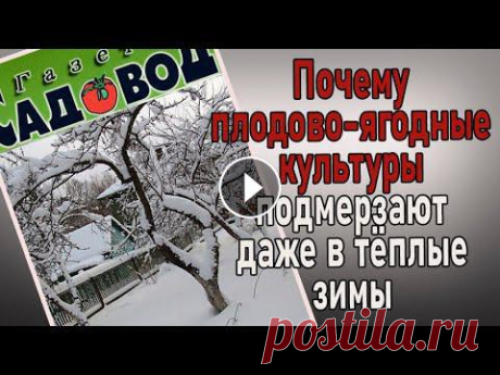 ПОЧЕМУ ПЛОДОВО-ЯГОДНЫЕ КУЛЬТУРЫ подмерзают даже в теплые зимы От чего зависит зимостойкость плодово-ягодных культур. Почему подмерзают садовые культуры в зимний период. Что такое период глубокого покоя, а что так...