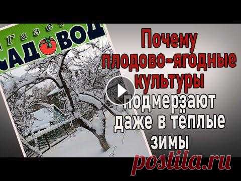 ПОЧЕМУ ПЛОДОВО-ЯГОДНЫЕ КУЛЬТУРЫ подмерзают даже в теплые зимы От чего зависит зимостойкость плодово-ягодных культур. Почему подмерзают садовые культуры в зимний период. Что такое период глубокого покоя, а что так...