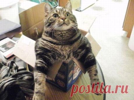 Прикольные кошки / Питомцы