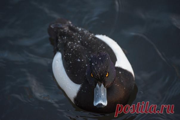 Самец хохлатой чернети исподлобья глядит на фотографа Дарью Меркулову (nat-geo.ru/community/user/209507/). Кажется, именно с него писали антагониста Чёрного плаща в одноименном мультике 🦆