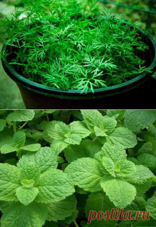 Выращивание зелени на подоконнике