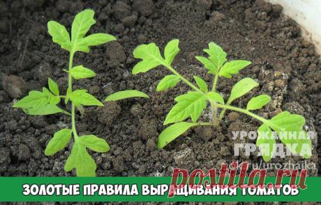 Золотые правила выращивания томатов

Несколько простых правил помогут избежать начинающим огородникам ошибок, связанных с разведением томатов в теплице. Кажущаяся на первый взгляд простой, процедура выращивания требует предельного внимания.
 Сажать томаты можно только в прогретый грунт. Температура почвы должна быть не менее +15 градусов. Для этого термометр опускается примерно на 10 минут, если он показывает от +8 и ниже, то с посадкой лучше повременить.