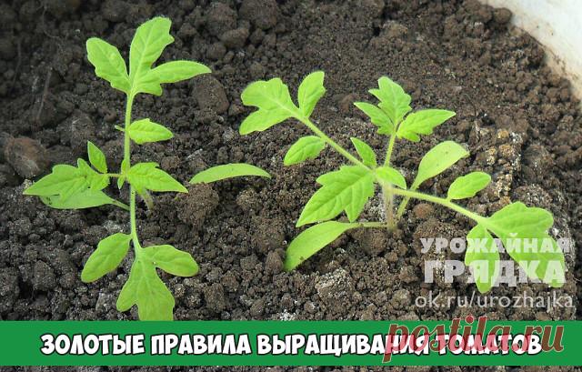 Золотые правила выращивания томатов

Несколько простых правил помогут избежать начинающим огородникам ошибок, связанных с разведением томатов в теплице. Кажущаяся на первый взгляд простой, процедура выращивания требует предельного внимания.
 Сажать томаты можно только в прогретый грунт. Температура почвы должна быть не менее +15 градусов. Для этого термометр опускается примерно на 10 минут, если он показывает от +8 и ниже, то с посадкой лучше повременить.