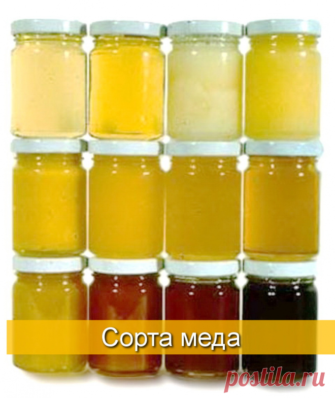 Характеристика видов и сортов меда - БиоКорова
