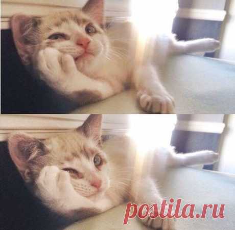 Забавные котики / Питомцы