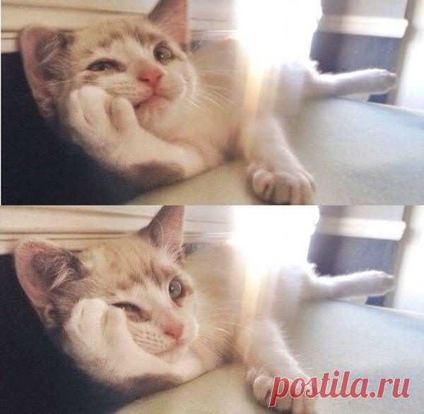 Забавные котики / Питомцы
