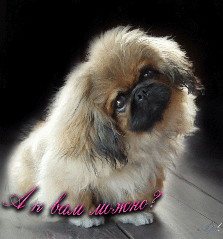 0_a4904_5b9149d7_XL.gif (600×643)