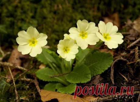 Գիտես հոգին ինչով է գեղեցիկ: Իր մաքրությամբ: Երբ դու սիրում ես, բայց քեզ չեն սիրում, մի տխրիր, դու հաղթել ես. չէ որ քո սերն այնքան մեծ է եղել, որ նրա փոքր սրտում չի տեղավորվել: