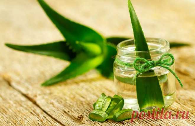 НАПИТОК АЛОЭ — ПОЛЬЗА В КАЖДОЙ КАПЛЕ