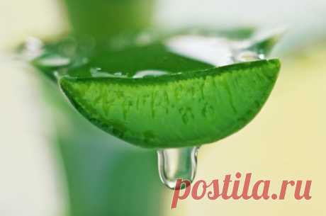 Приготовление препаратов из алоэ для лечения различных заболеваний 
Древовидный алоэ, известен также и под другим названием столетник. Он нередко встречается в квартирах, среди других растений. Именно оно среди различных разновидностей алое, используется для приготов…