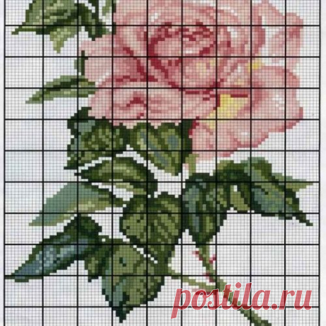 розы