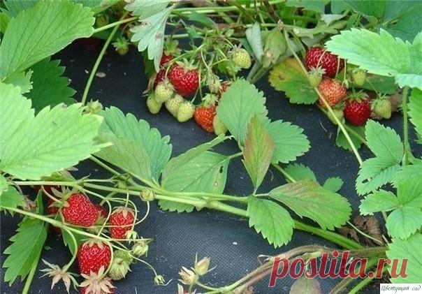 Нужно ли обрезать усы у клубники