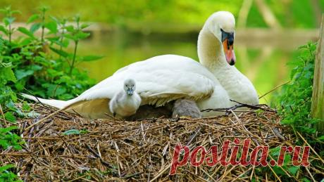 Swan and her cygnets on a nest in Stroud, Gloucestershire - Bing Gallery