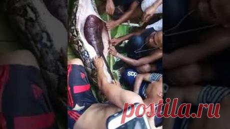 Питон проглотил женщину за жива это просто жест