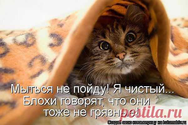 (85) Одноклассники